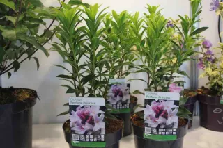 Daphne ‘Perfume Princess’