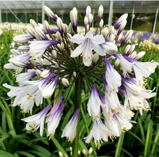 Agapanthus ‘Fireworks’