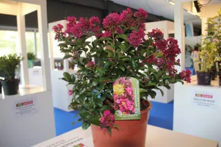 lagerstroemia indica