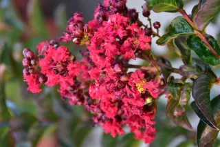 lagerstroemia