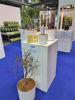 Carpinus betulus 'Frank Lagaert'