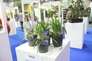 Agapanthus 'White Willy'