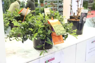 Distylium Coppertone