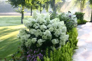 Hydrangea paniculata ‘Bobo’