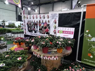 Concept 'Ghent Azalea Young Stars'