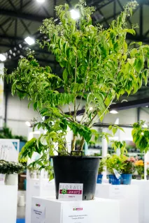 Heptacodium miconioides ‘Temple of Bloom’