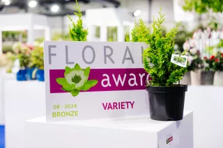 Chamaecyparis obtusa ‘Yellow teddy Bear’