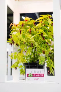 Leycesteria formosa ‘Little lanterns’