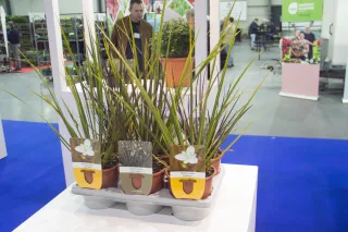 Siergrassen Vermeersch