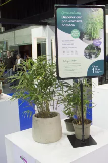 One Boo - Plant Select