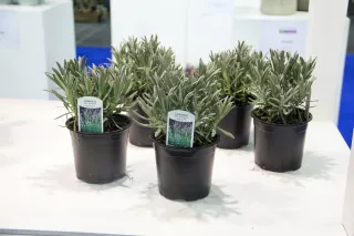 Lavandula intermedia Sensational!