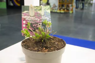 Hydrangea serrata 'Magic Pillow'