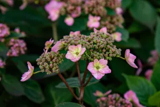 Hydrangea serrata 'Magic Pillow'