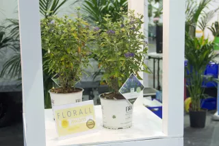 VarietyBronzeNajaar2025