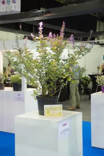 GoldVarietyNajaar2025