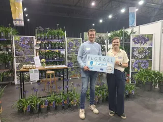 2de plaats standhouder - Agapanthus
