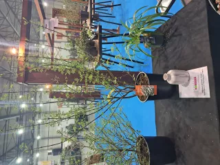 Viburnum plicatum ‘PIIVIB II’ (First Editions® Opening Day (PBR))