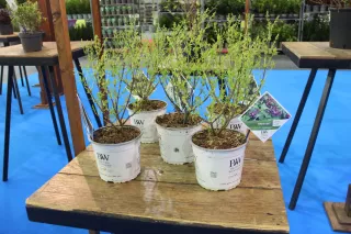 Syringa ‘Smnsdtp’ (Proven Winners® Baby Kim (PBR))