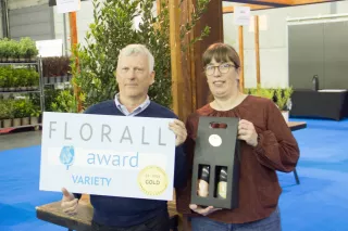 Phillyrea angustifolia ‘Grand Prix’