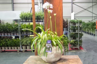 Agapanthus africanus ‘Lady Lauren’