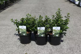 Escallonia Trulli® ‘Ilvotrul’ 
