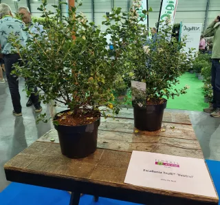 Escallonia Trulli® ‘Ilvotrul’ 